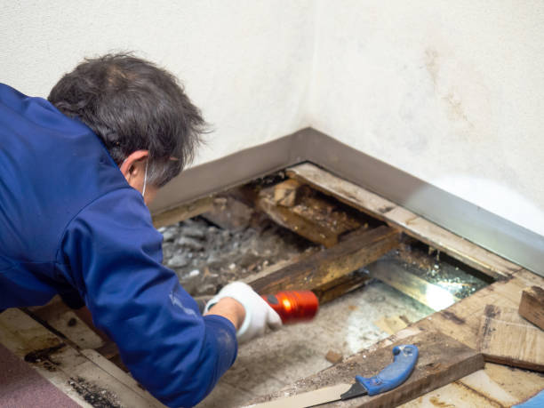Best Black Mold Remediation in Weaver, AL