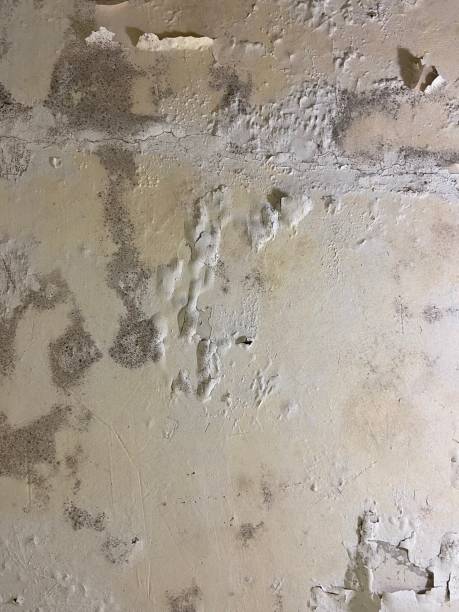 Best Localized Mold Remediation (e.g., coastal areas, humid climates) in Weaver, AL